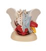 Model de schelet pelvis feminin uman cu ligamente, vase, nervi, mușchi și organe de podea pelvină, 6 parte 