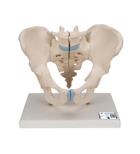 Model de schelet masculin pelvis, 3 parte 