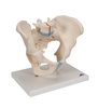 Model de schelet masculin pelvis, 3 parte 