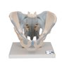 Model de schelet pelvis masculin uman cu ligamente, 2 părți 