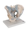 Model de schelet pelvis masculin uman cu ligamente, 2 părți 