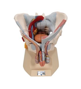 Model de schelet pelvis masculin cu ligamente, vase, nervi, mușchi și organe de podea pelvină, 7 parte 