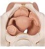 Schelet de pelvis feminin cu organe genitale, 3 parte 