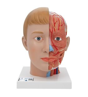 Model de cap uman cu gât, 4 părți 