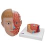 Model de cap uman cu gât, 4 părți 