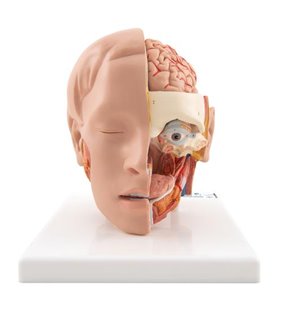 Model de cap uman, 6 parte 