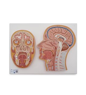 Secțiunea mediană și frontală a capului uman