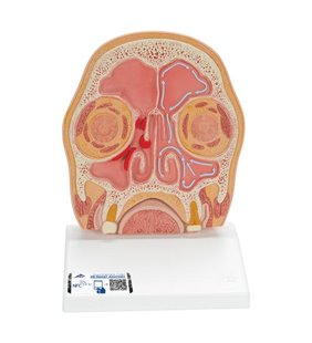 Modelul secțiunii frontale a capului uman (sinusuri paranazale) 