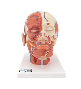Modelul musculaturii capului cu vase de sânge 
