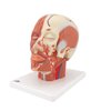 Modelul musculaturii capului cu vase de sânge 
