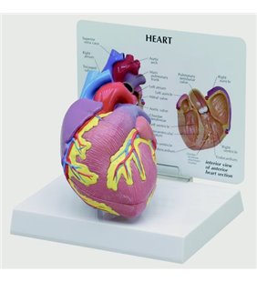 Model de inimă