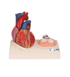 Model de inimă umană de dimensiuni naturale, 5 părți cu reprezentarea sistolei 