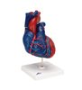 Model de inimă umană de dimensiuni naturale, 5 părți 