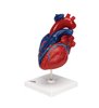 Model de inimă umană de dimensiuni naturale, 5 părți 