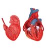 Model clasic de inimă umană cu bypass, 2 părți 