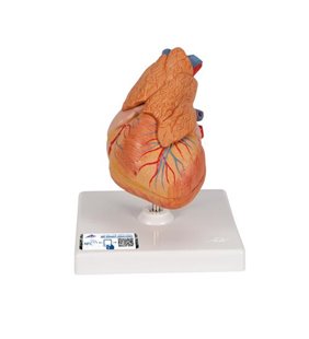Model clasic de inimă umană cu timus, 3 parte 