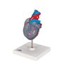 Model clasic de inimă umană cu sistem de conducere, 2 părți 