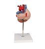Model de inimă umană, de 2 ori - dimensiune naturala, 4 parte 