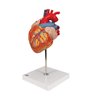 Model de inimă umană, de 2 ori - dimensiune naturala, 4 parte 