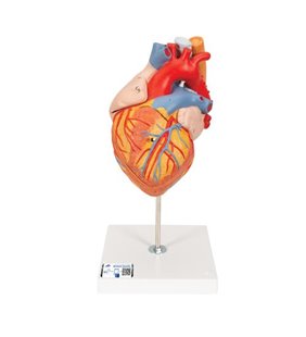 Model de inimă umană cu esofag și trahee, de 2 ori - dimensiune naturala, 5 parte 