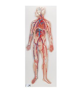 Model de sistem circulator uman 