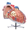 Model de inimă umană uriaș, de 8 ori - dimensiune naturala 