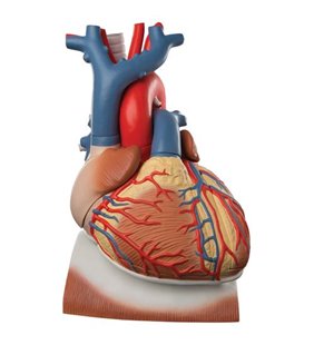 Model de inimă și diafragmă, de 3 ori - dimensiune naturala, 10 părți 