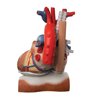Model de inimă și diafragmă, de 3 ori - dimensiune naturala, 10 părți 