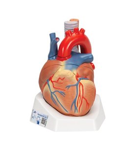 Model de inimă umană, 7 parte 