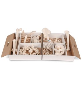 Model de schelet uman, jumătate dezarticulat, mână și picior articulat vag 