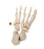 Model de schelet uman, jumătate dezarticulat, mână și picior articulat vag 