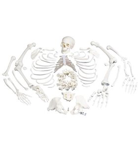Model de schelet uman disarticulat, completat cu craniu în 3 părți 