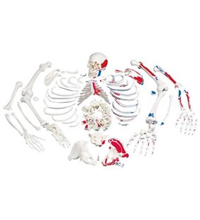Model de schelet uman disarticulat cu mușchi pictați, completat cu craniu în 3 părți 