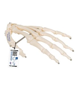 Model de schelet de mână umană, montat cu sârmă 