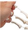 Model de schelet de mână umană, vag pe șir de nylon 