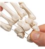 Model de schelet de mână umană, vag pe șir de nylon 