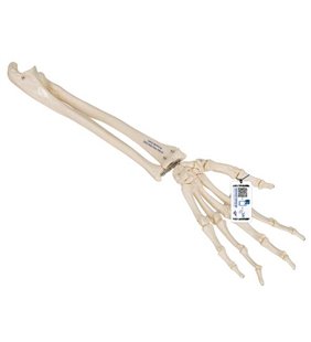 Model de schelet de mână umană cu ulna și rază, șir montat elastic 