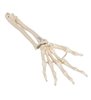 Model de schelet de mână umană cu ulna și rază, șir montat elastic 