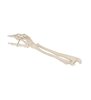 Model de schelet de mână umană cu ulna și rază, montat cu sârmă 