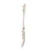Model de schelet de mână umană cu ulna și rază, montat cu sârmă 