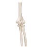 Model de schelet al brațului uman, montat cu sârmă 