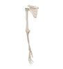 Model de schelet al brațului uman cu scapula și claviculă 