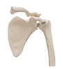 Model de schelet al brațului uman cu scapula și claviculă 