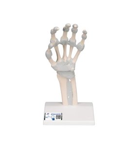 Model de schelet de mână cu ligamente elastice 