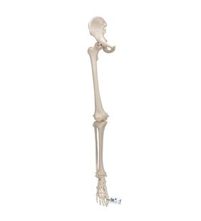 Model de schelet al picioarelor umane cu os de șold 