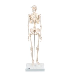 Mini model de schelet uman scurt, dimensiune jumătate naturală 