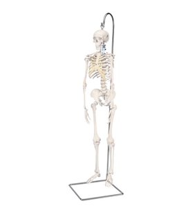 Mini model de schelet uman scurt pe suportul suspendat, jumătate naturală 