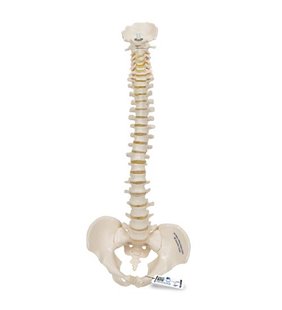 Mini model de coloană spinală umană, montat flexibil 