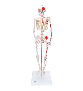 Mini schelet uman scurt cu mușchi vopsiți, montat pelvic, jumătate naturală 