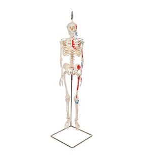 Mini schelet uman scurt cu mușchi pictați pe suportul suspendat, jumătate naturală 